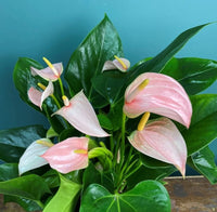 Pink White Anthurium Flower seeds for Planting - Cottage Garden Essential, Heirloom & GMO Free Seeds for Home Garden