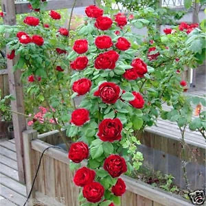 Climbing RoseFlower seeds for Planting Garden Favorite Heirloom & GMO Free Seeds for Home Garden