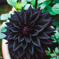 Black Pompon Dahlia Flower seeds for Planting - Shade Tolerant, Heirloom & GMO Free Seeds for Home Garden