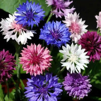 Cornflower Flower seeds for Planting Shade Tolerant Heirloom & GMO Free Seeds for Home Garden
