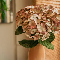 Khaki Hydrangea Flower seeds for Planting - Cottage Garden Essential, Heirloom & GMO Free Seeds for Home Garden