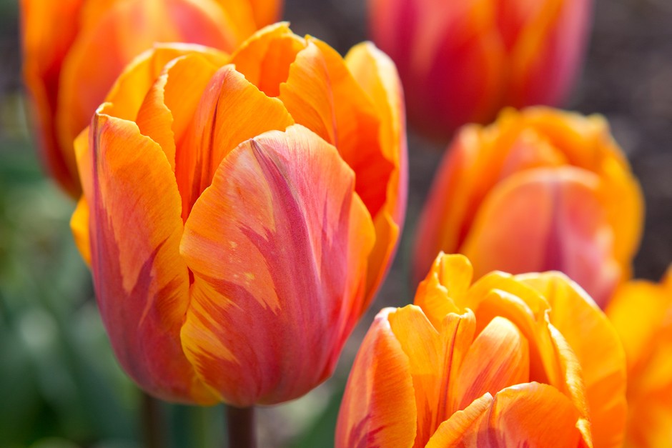 Orange Red Tulip Flower Seeds for Planting – Heirloom NonGMO Organic Garden Seeds – Bright Blooms High Germination
 
 Sale