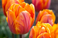 Orange Red Tulip Flower Seeds for Planting – Heirloom NonGMO Organic Garden Seeds – Bright Blooms High Germination
 
 Sale