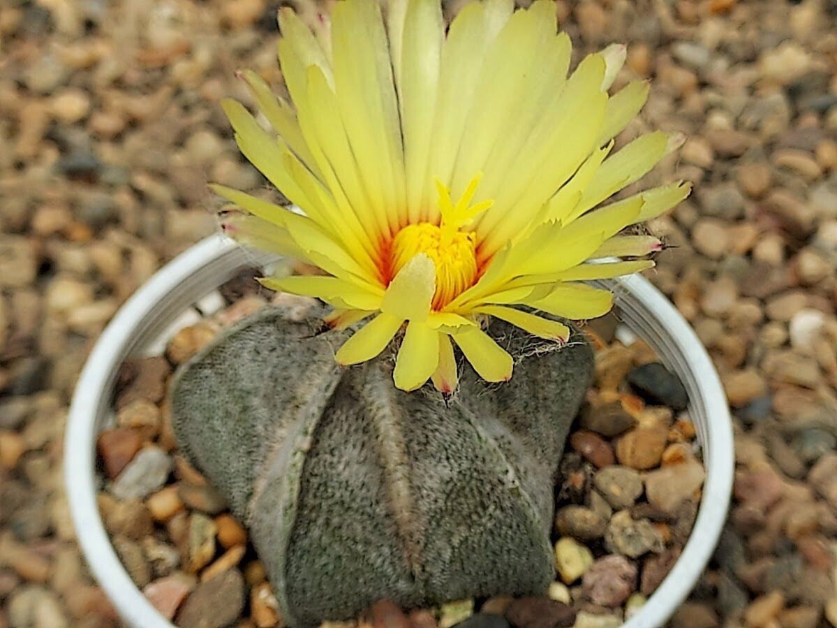 Astrophytum Flower seeds for Planting Fragrant Blossoms Heirloom & GMO Free Seeds for Home Garden 
 
 Sale