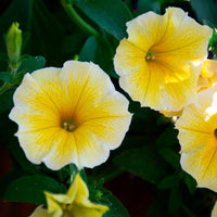 Sunrise Cascading Petunia Seeds Flower seeds for Planting Perfect for Borders Heirloom & GMO Free Seeds for Home Garden