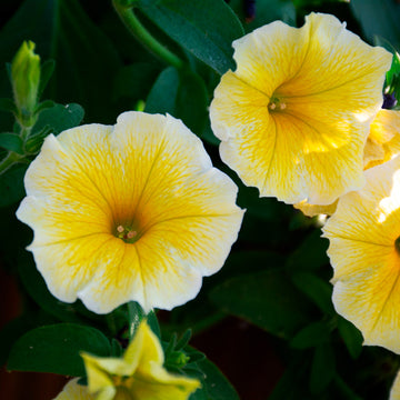 Sunrise Cascading Petunia Seeds Flower seeds for Planting Perfect for Borders Heirloom & GMO Free Seeds for Home Garden