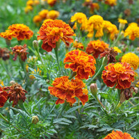 Mixed Sinensis Patula Flower seeds for Planting - Garden Favorite, Heirloom & GMO Free Seeds for Home Garden