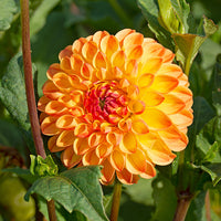 Yellow Orange Dahlia Flower Seeds for Planting Seasonal Bloomer Heirloom & GMO Free Seeds for Home Garden
 
 Sale