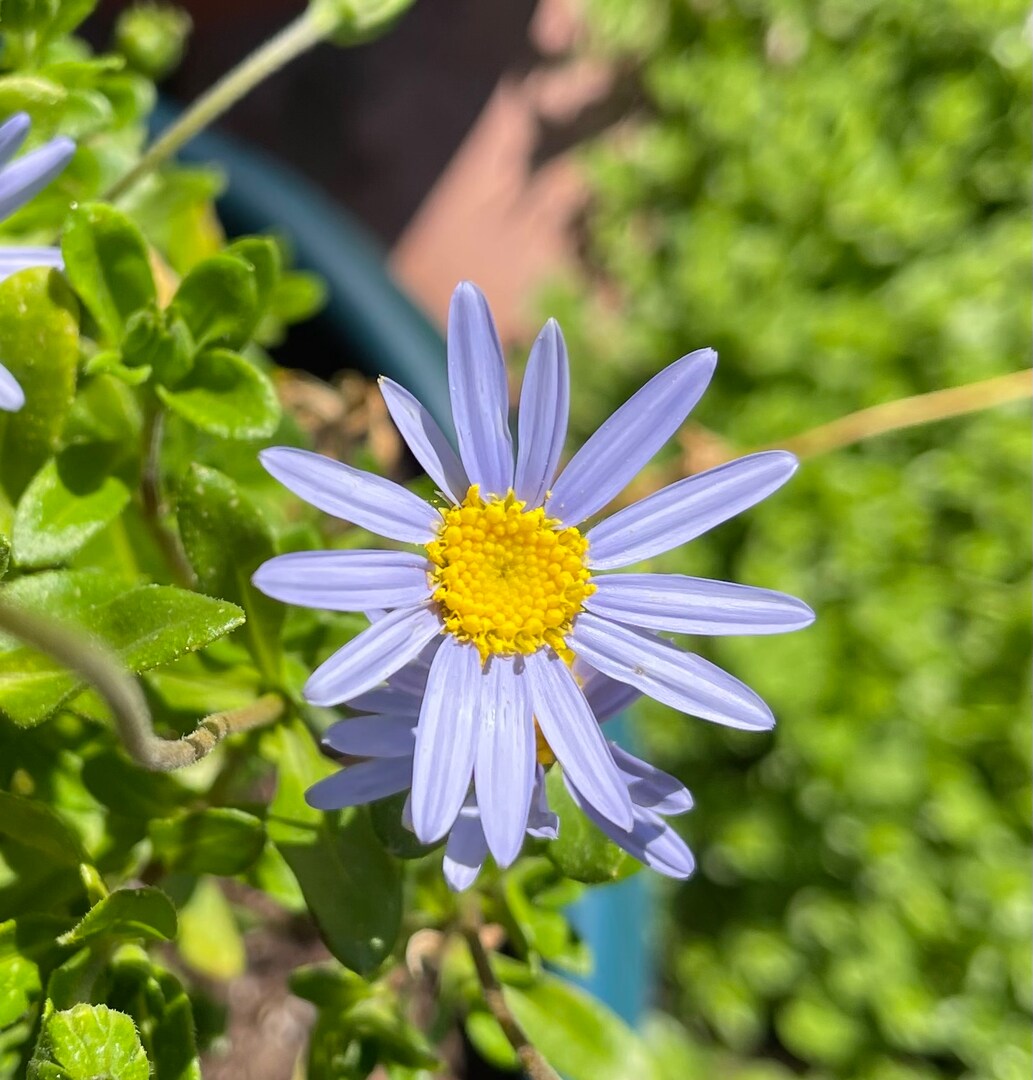 Blue Felicia Flower seeds for Planting - Long Bloom Season, Heirloom & GMO Free Seeds for Home Garden