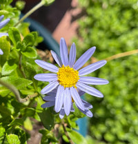 Blue Felicia Flower seeds for Planting - Long Bloom Season, Heirloom & GMO Free Seeds for Home Garden