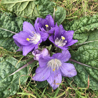 Mandrake Flower seeds for Planting - Drought Tolerant, Heirloom & GMO Free Seeds for Home Garden