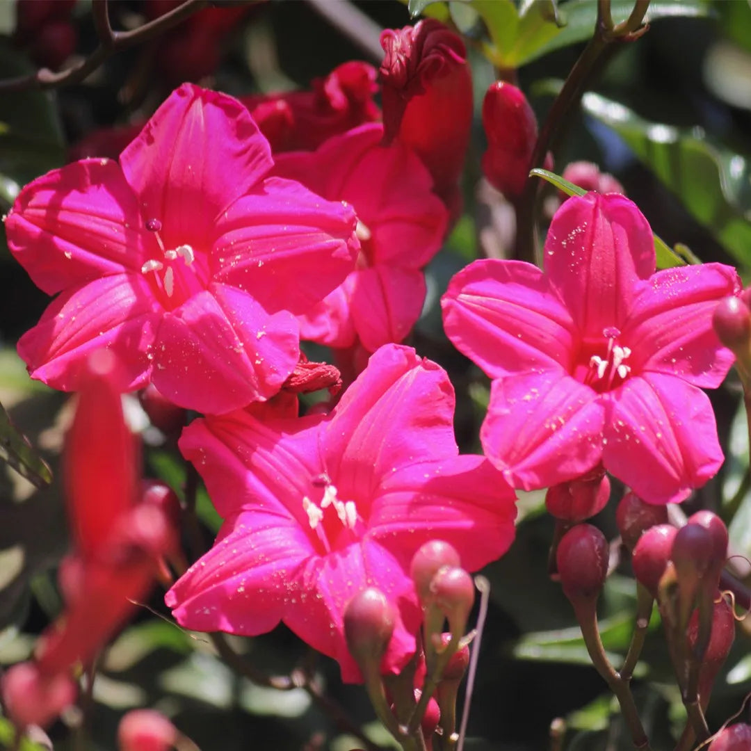 Ipomea Flower seeds for Planting - Wildflower Mix, Heirloom & GMO Free Seeds for Home Garden