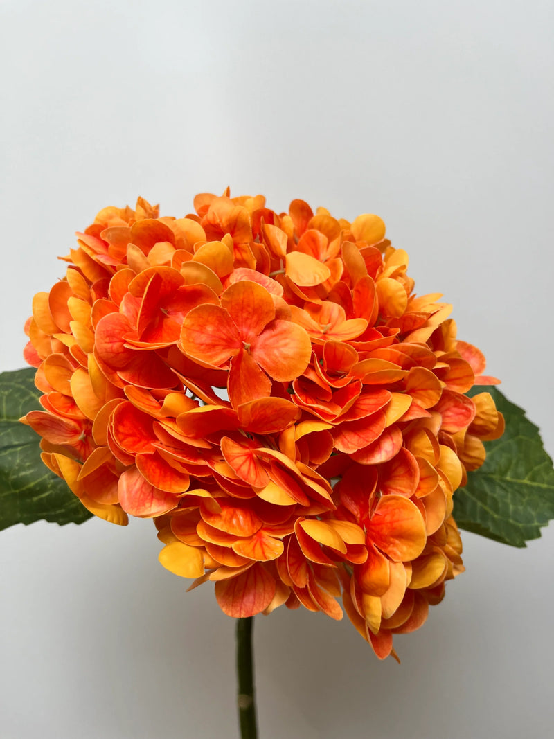 Orange Hydrangea Flower seeds for Planting - Seasonal Bloomer, Heirloom & GMO Free Seeds for Home Garden