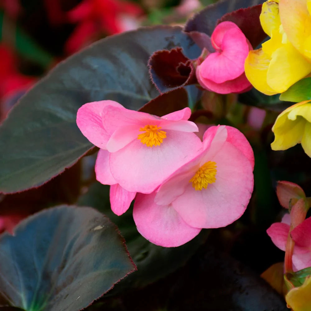 Light Pink Begonia Flower seeds for Planting - Easy to Grow, Heirloom & GMO Free Seeds for Home Garden