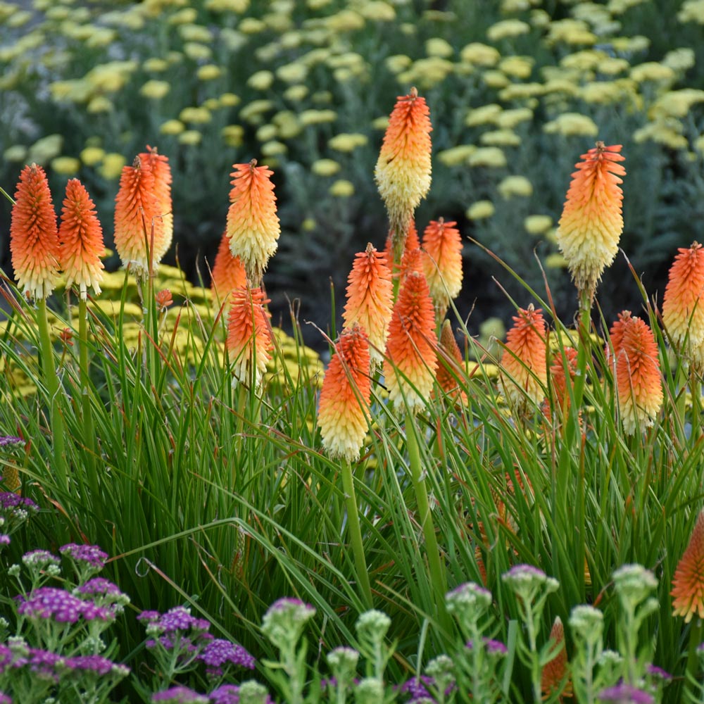 Heirloom Kniphofia Flower seeds for Planting Pollinator Friendly Heirloom & GMO Free Seeds for Home Garden