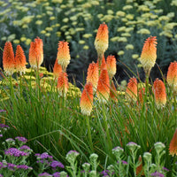 Heirloom Kniphofia Flower seeds for Planting Pollinator Friendly Heirloom & GMO Free Seeds for Home Garden