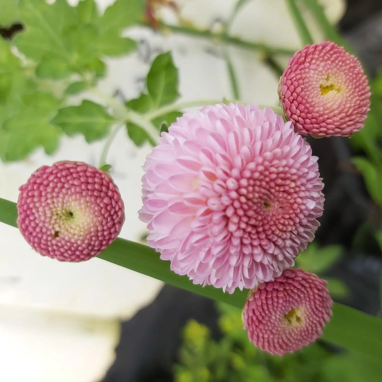 Light Pink Chrysanthemum Flower seeds for Planting - Vibrant Colors, Heirloom & GMO Free Seeds for Home Garden