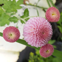 Light Pink Chrysanthemum Flower seeds for Planting - Vibrant Colors, Heirloom & GMO Free Seeds for Home Garden