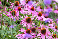 Echinacea Flower seeds for Planting Garden Favorite Heirloom & GMO Free Seeds for Home Garden