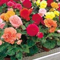 Begonia Nonstop Flower Planting Seeds for Vibrant Blooms - Perfect for Gardens and Containers