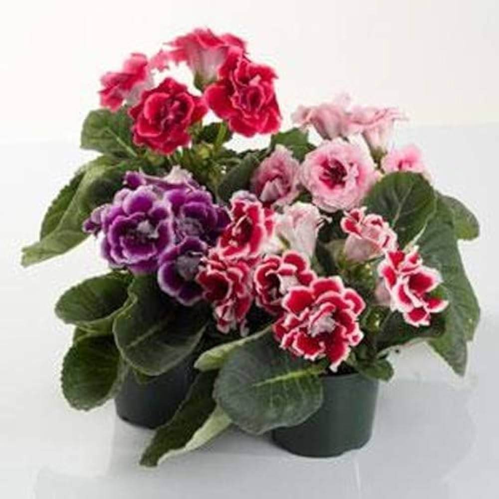 Maroon Gloxinia Flower Seeds for Planting Vibrant Colors Heirloom & GMO Free Seeds for Home Garden
 
 Sale