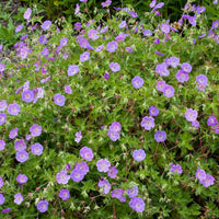 Purple Eschscholtzia Flower Seeds for Planting Hardy Variety Heirloom & GMO Free Seeds for Home Garden
 
 Sale