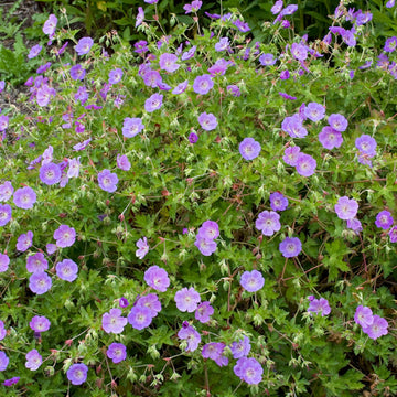 Purple Eschscholtzia Flower Seeds for Planting Hardy Variety Heirloom & GMO Free Seeds for Home Garden
 
 Sale