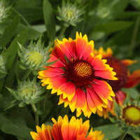 Heirloom Gaillardia Aristata Flower seeds for Planting Bright Blooms Heirloom & GMO Free Seeds for Home Garden