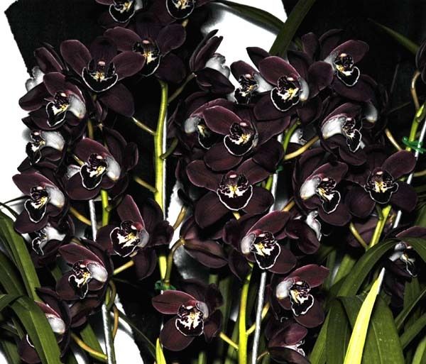 Black Cymbidium Orchid Flower seeds for Planting - Bright Blooms, Heirloom & GMO Free Seeds for Home Garden