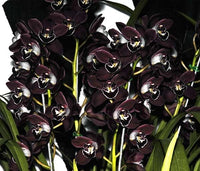 Black Cymbidium Orchid Flower seeds for Planting - Bright Blooms, Heirloom & GMO Free Seeds for Home Garden