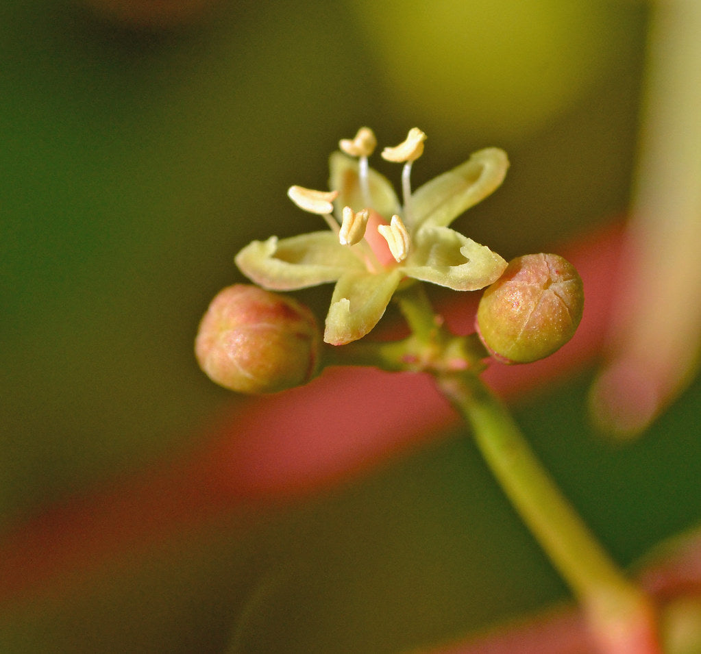 Parthenocissus Flower seeds for Planting Wildflower Mix Heirloom & GMO Free Seeds for Home Garden 
 
 Sale