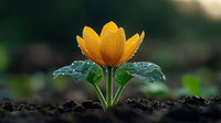 Sprout Flower seeds for Planting - Wildflower Mix, Heirloom & GMO Free Seeds for Home Garden