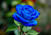 Rainy Blue Rose Flower seeds for Planting - Garden Favorite, Heirloom & GMO Free Seeds for Home Garden
