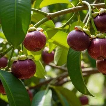 Mangosteen Seeds for Planting - Exotic Fruit Seeds for Home Garden