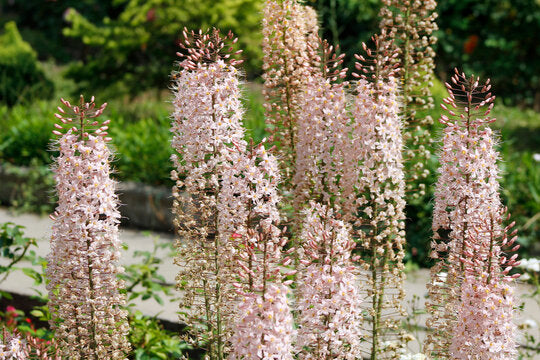 Eremurus Flower seeds for Planting - Shade Tolerant, Heirloom & GMO Free Seeds for Home Garden