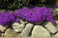 Violet Aubrieta Cultorum Flower Seeds for Planting Bright Blooms Heirloom & GMO Free Seeds for Home Garden
 
 Sale