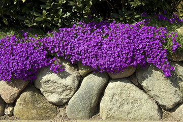Violet Aubrieta Cultorum Flower Seeds for Planting Bright Blooms Heirloom & GMO Free Seeds for Home Garden
 
 Sale