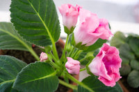 Pink White Gloxinia Flower seeds for Planting - Vibrant Colors, Heirloom & GMO Free Seeds for Home Garden