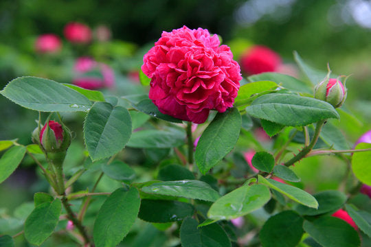 Rosenbusch Flower Seeds for Planting  Beautiful Blossoms for Your Garden