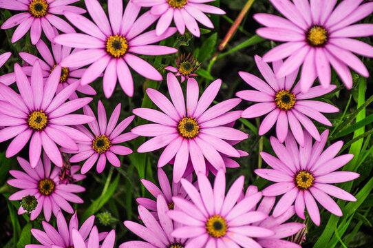 Trailing African Daisy Seeds – Blue Flowers for Hanging Baskets