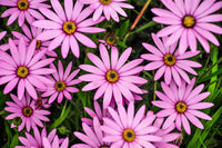Trailing African Daisy Seeds – Blue Flowers for Hanging Baskets