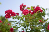Rosenbusch Flower Seeds for Planting  Beautiful Blossoms for Your Garden