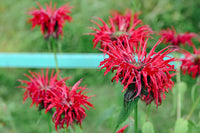 Goldmelisse Flower seeds for Planting - Compact Growth, Heirloom & GMO Free Seeds for Home Garden