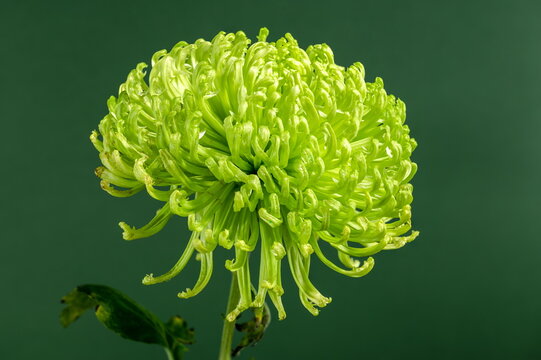Green and White Chrysanthemum Flower Seeds for Planting