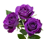 Violet Double Petal English Rose Flower Seeds for Planting Vibrant Colors Heirloom & GMO Free Seeds for Home Garden
 
 Sale
