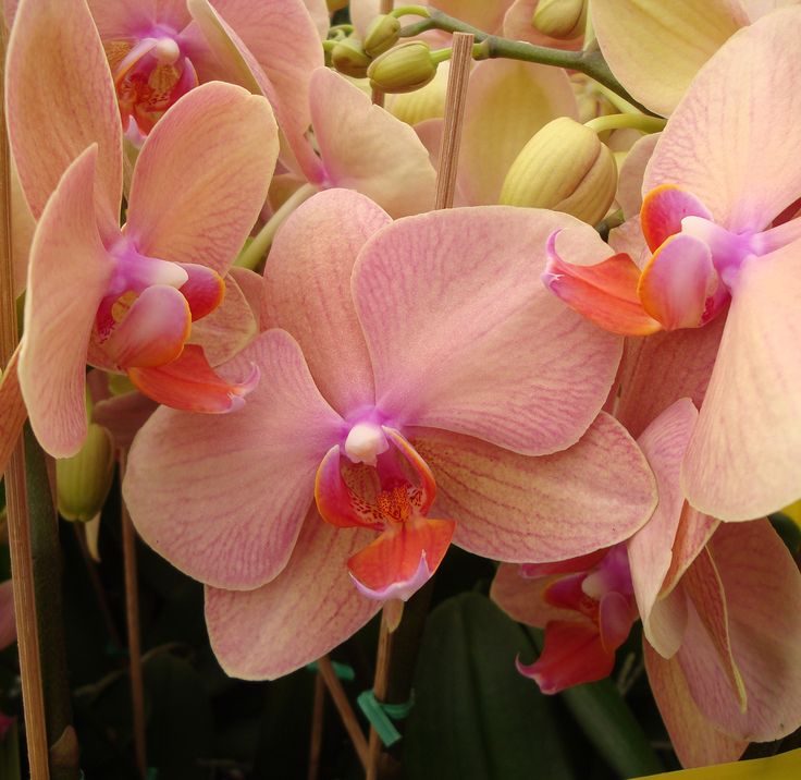 Peach Phalaenopsis Orchid Flower seeds for Planting - Seasonal Bloomer, Heirloom & GMO Free Seeds for Home Garden
