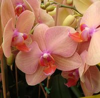 Peach Phalaenopsis Orchid Flower seeds for Planting - Seasonal Bloomer, Heirloom & GMO Free Seeds for Home Garden