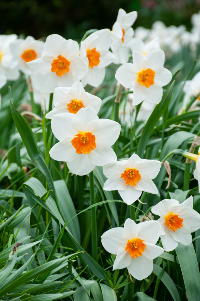 Thick Orange White Daffodils Flower Seeds for Planting Easy to Grow Heirloom & GMO Free Seeds for Home Garden
 
 Sale