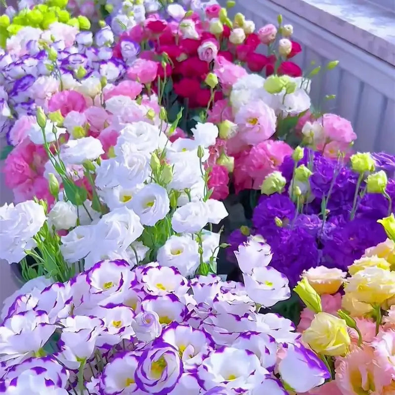 Mixed Lisianthus Flower seeds for Planting - Pollinator Friendly, Heirloom & GMO Free Seeds for Home Garden