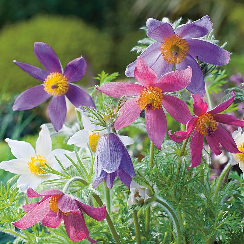 Mixed (Mixed Anemone) seeds for planting in home garden